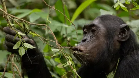Chimpanzees Drinking the Equivalent of One Lager Daily from Overripe Produce, Study Shows