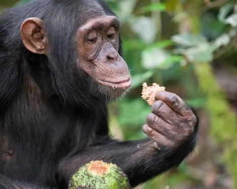 Chimpanzees Ingest Daily Ethanol Comparable to a Lager from Ripe Fruit